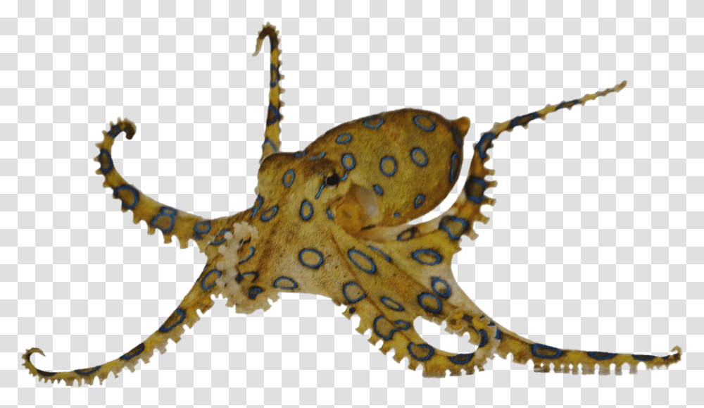 Sealifesticker Octopus Sea Underwater Freetoedit Ile Oczu Ma, Sea Life, Animal, Invertebrate, Dinosaur Transparent Png