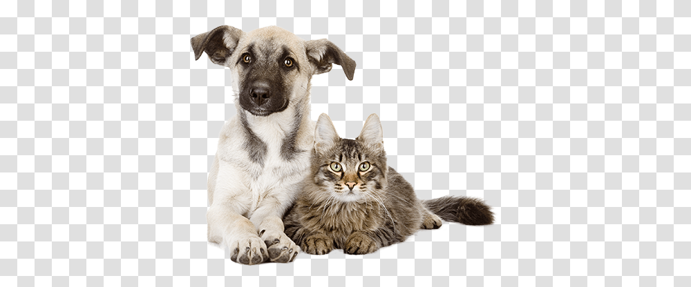 Search Adoptable Animals San Diego Humane Society American Service Pets, Cat, Mammal, Canine, Puppy Transparent Png