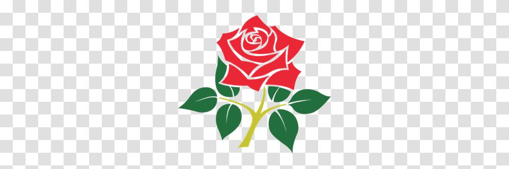 Search Lancashire Rose Crest Logo Vectors Free Download, Flower, Plant, Blossom, Person Transparent Png