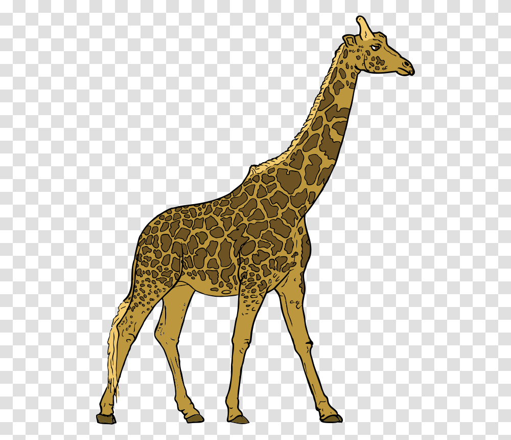 Search Results For Giraffe, Wildlife, Mammal, Animal, Antelope Transparent Png
