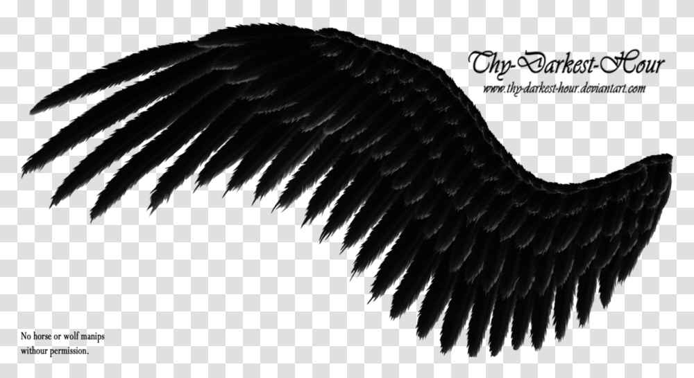 Search Results For Side View Angel Wings Calendar Black Wings Background, Bird, Animal Transparent Png