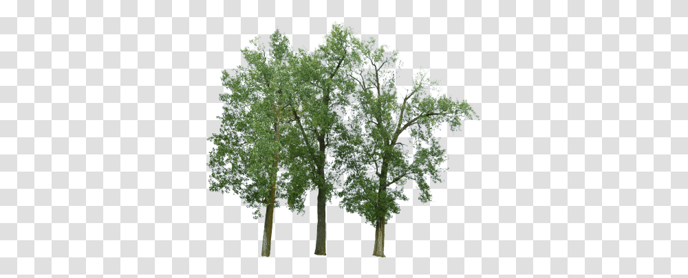 Search Results Of Pngpsd Andor Jpeg Images Snipstock River Birch, Plant, Kale, Cabbage, Vegetable Transparent Png