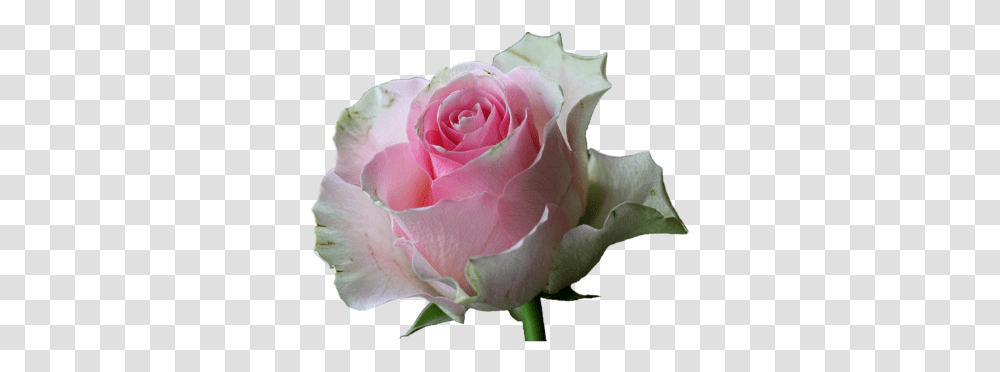 Search Results Of Pngpsd Andor Jpeg Images Snipstock White Rose Flowers, Plant, Blossom, Petal Transparent Png