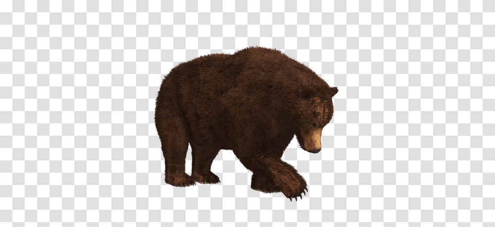 Searching Bear Bear Images Bear, Wildlife, Mammal, Animal, Brown Bear Transparent Png