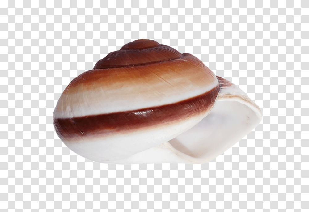 Seashell 960, Nature, Invertebrate, Sea Life, Animal Transparent Png