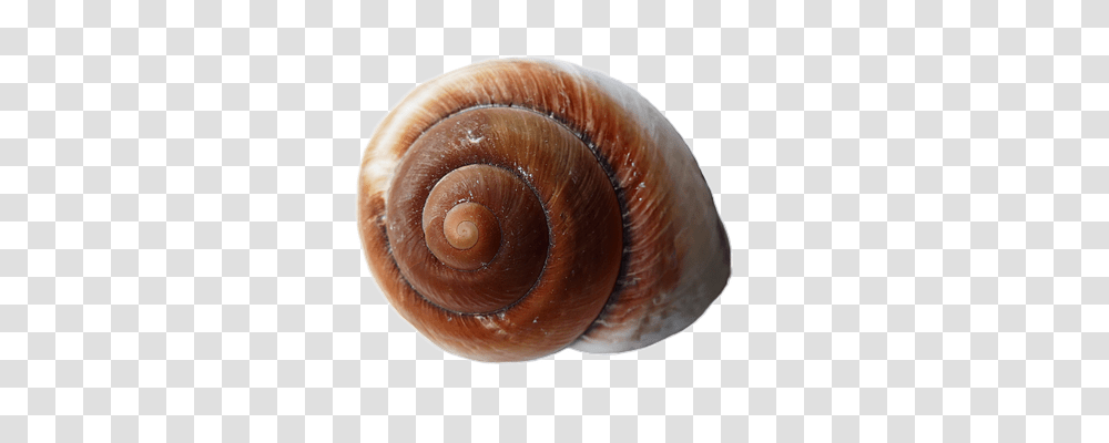 Seashell Technology, Fungus, Invertebrate, Animal Transparent Png