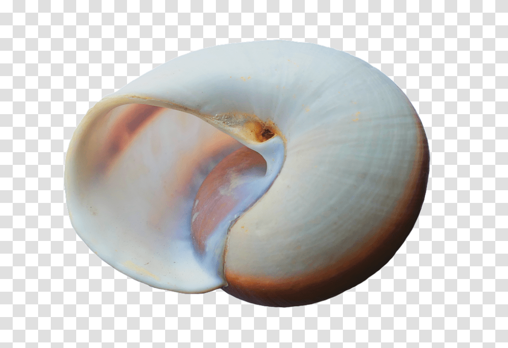 Seashell 960, Nature, Invertebrate, Sea Life, Animal Transparent Png