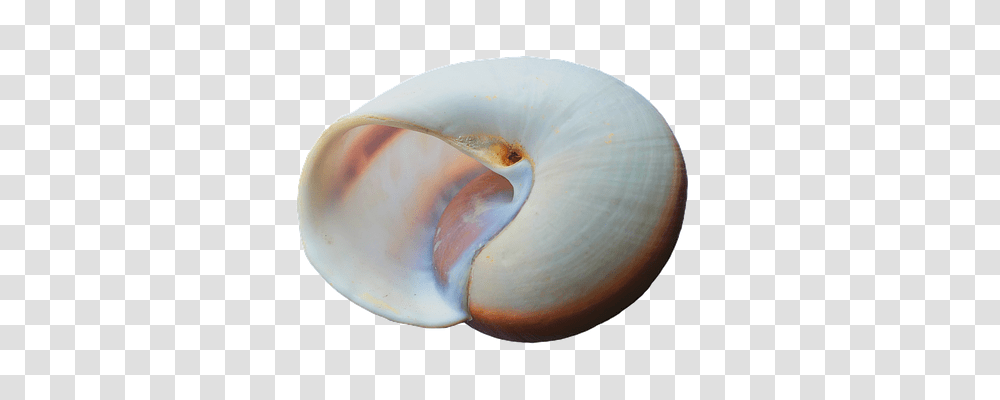 Seashell Technology, Invertebrate, Sea Life, Animal Transparent Png