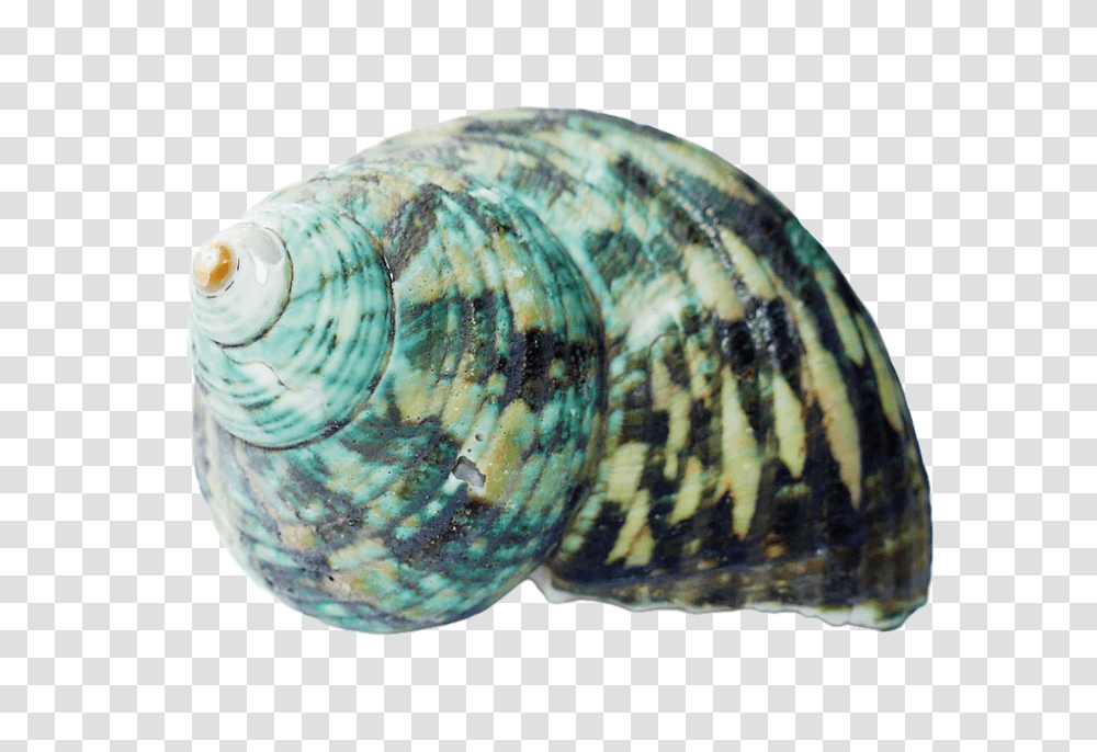 Seashell 960, Nature, Sea Life, Animal, Invertebrate Transparent Png