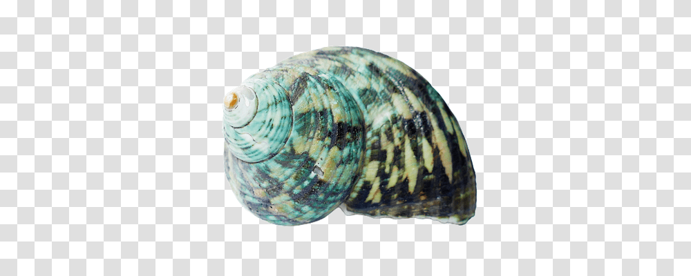 Seashell Technology, Invertebrate, Animal, Sea Life Transparent Png