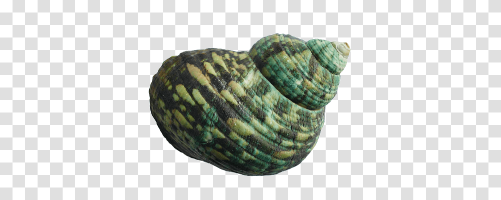 Seashell Technology, Snake, Reptile, Animal Transparent Png