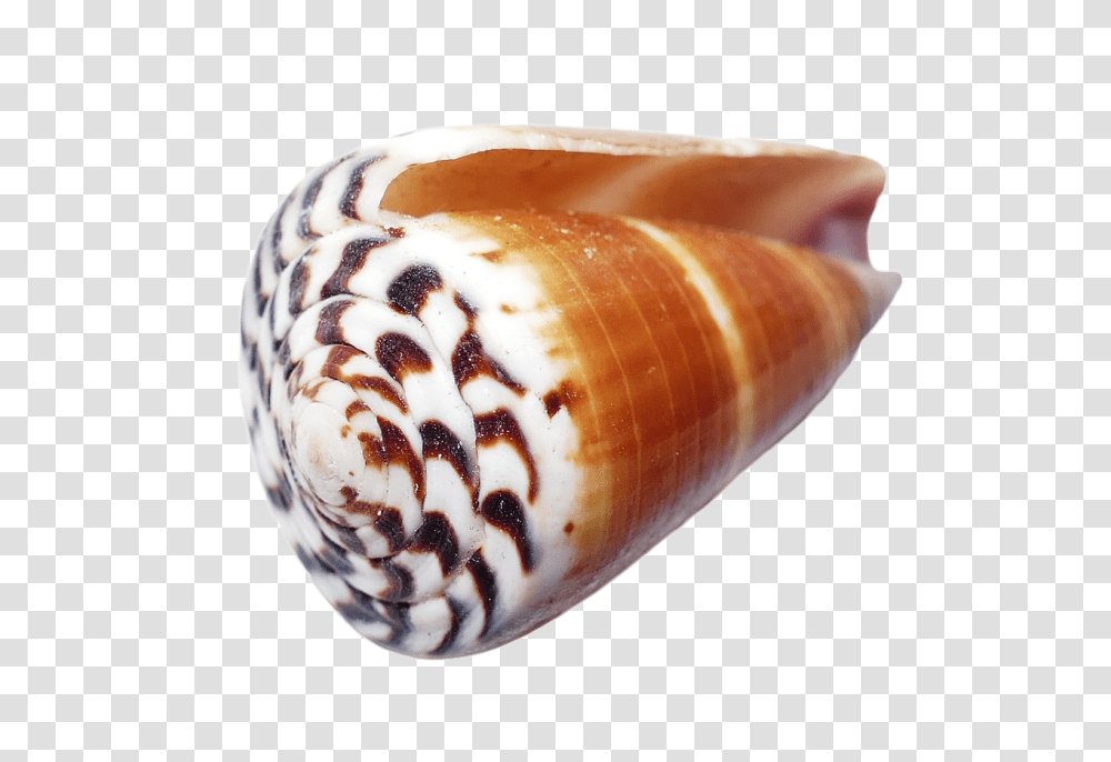Seashell Nature, Sea Life, Animal, Invertebrate Transparent Png