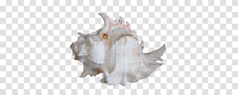Seashell Holiday, Conch, Invertebrate, Sea Life Transparent Png