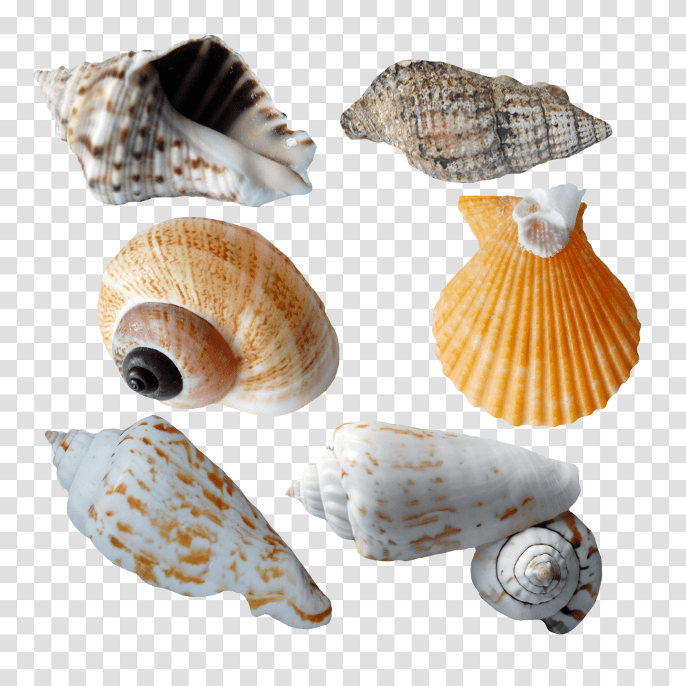 Seashell, Animals, Bread, Food, Sea Life Transparent Png
