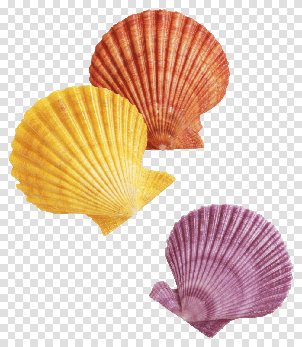 Seashell, Animals, Clam, Invertebrate, Sea Life Transparent Png