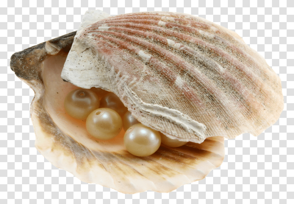 Seashell, Animals, Clam, Invertebrate, Sea Life Transparent Png