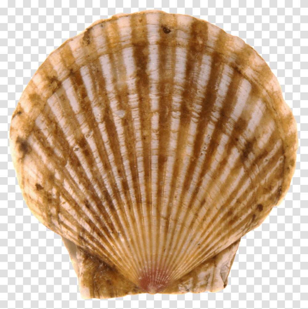 Seashell, Animals, Clam, Invertebrate, Sea Life Transparent Png