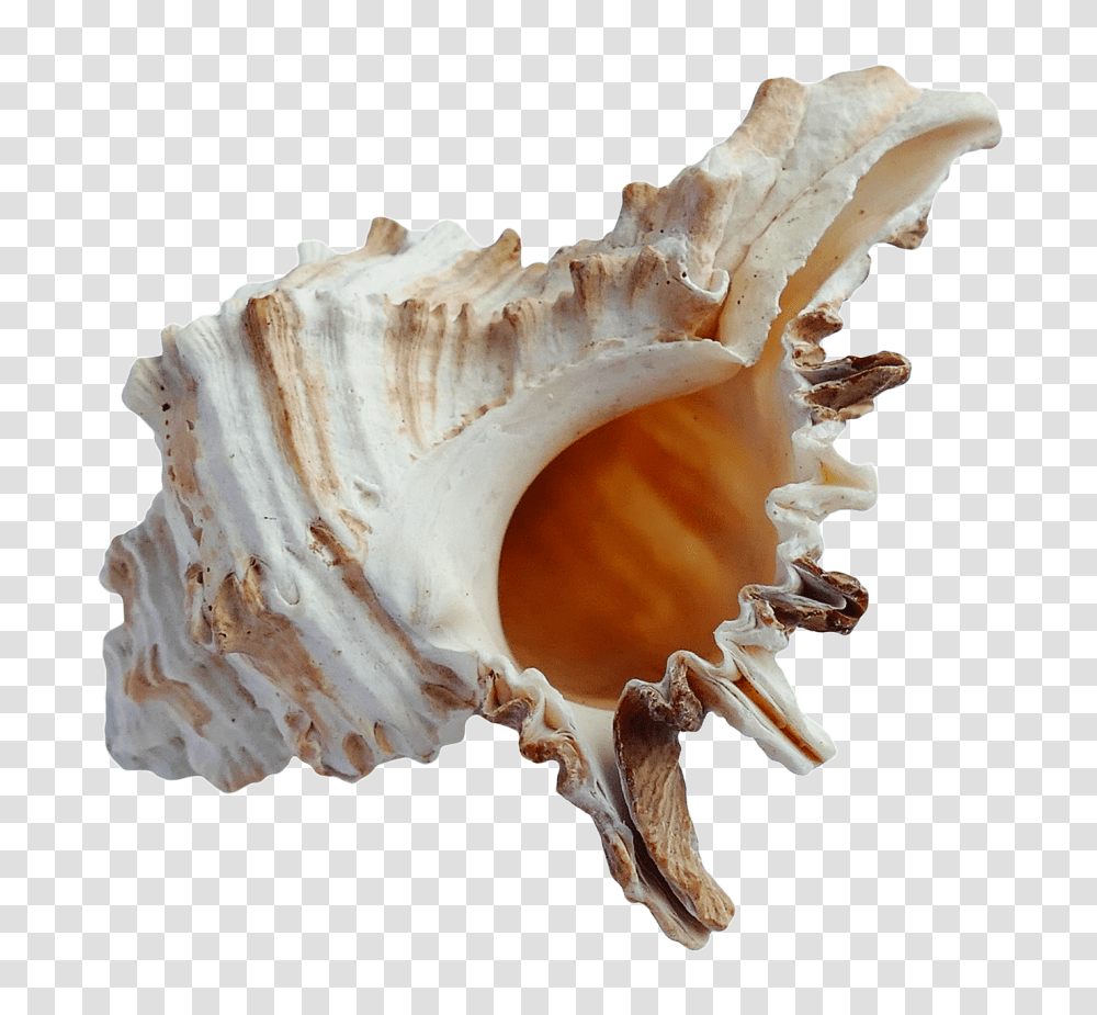 Seashell, Animals, Conch, Invertebrate, Sea Life Transparent Png