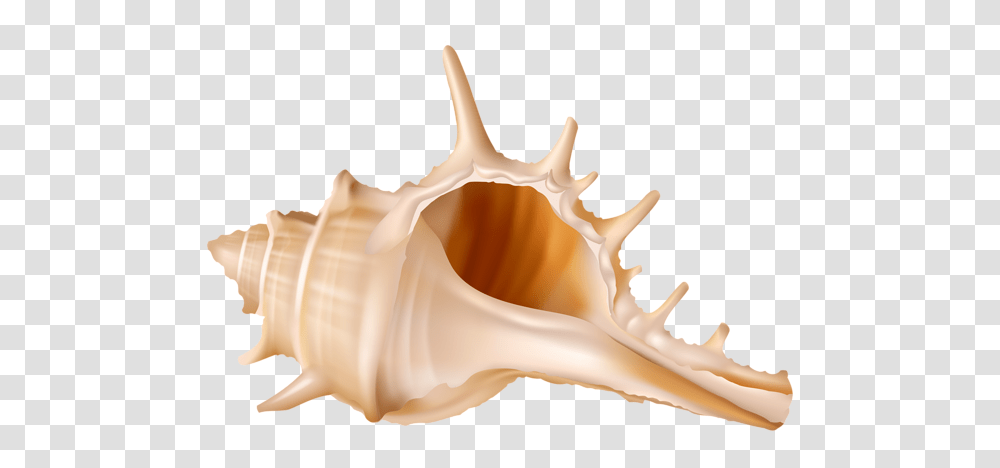 Seashell, Animals, Conch, Invertebrate, Sea Life Transparent Png