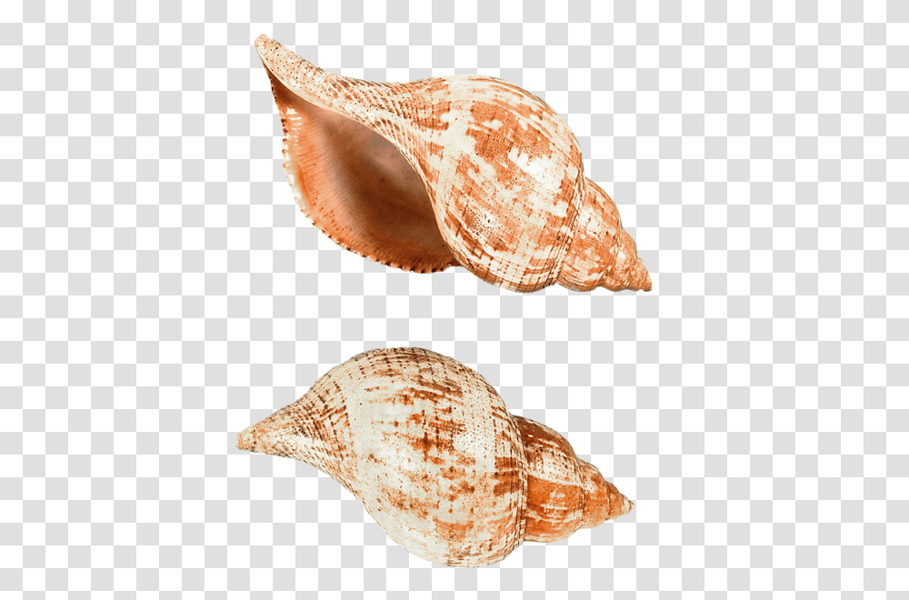 Seashell, Animals, Conch, Invertebrate, Sea Life Transparent Png