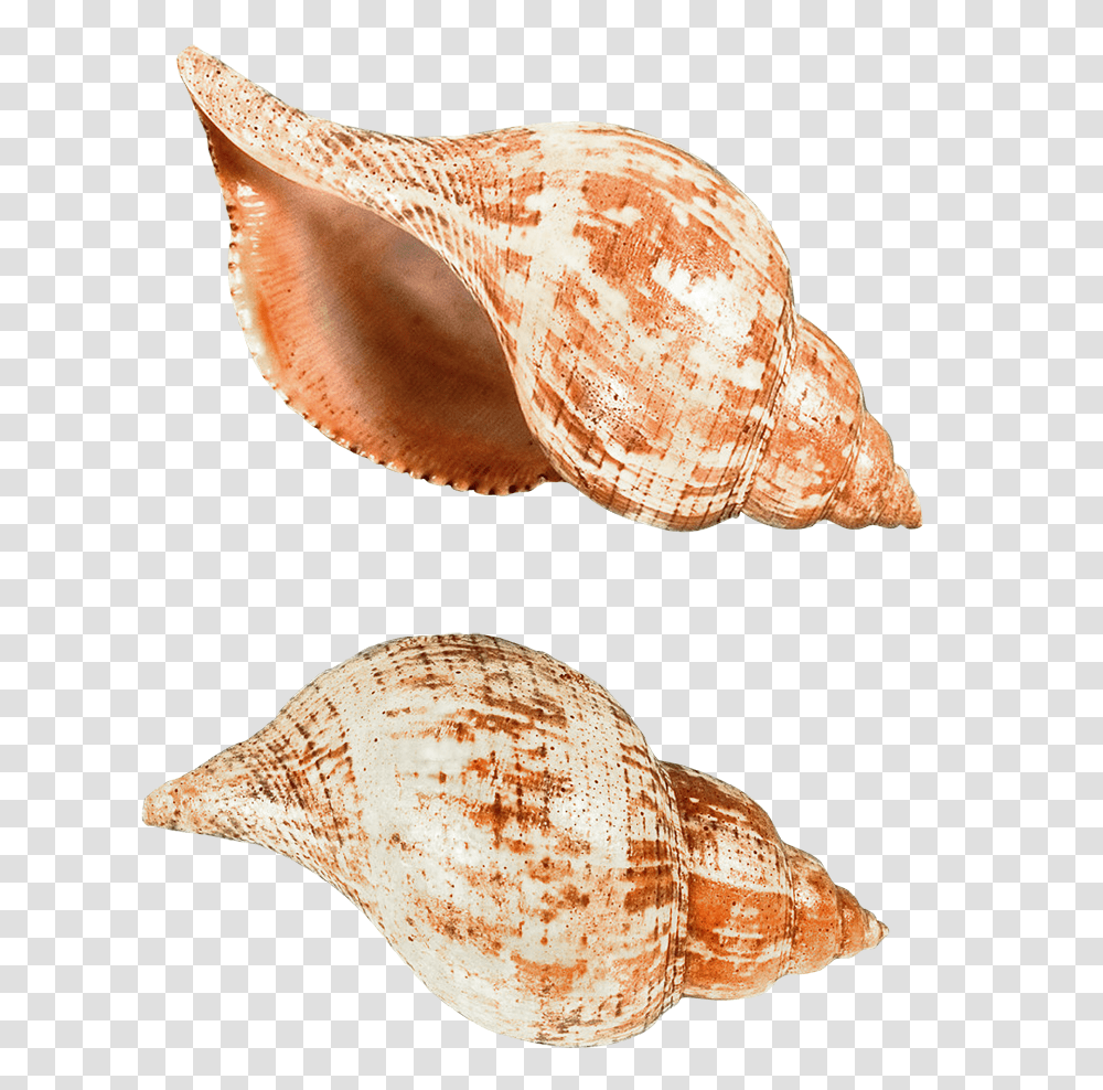 Seashell, Animals, Conch, Invertebrate, Sea Life Transparent Png