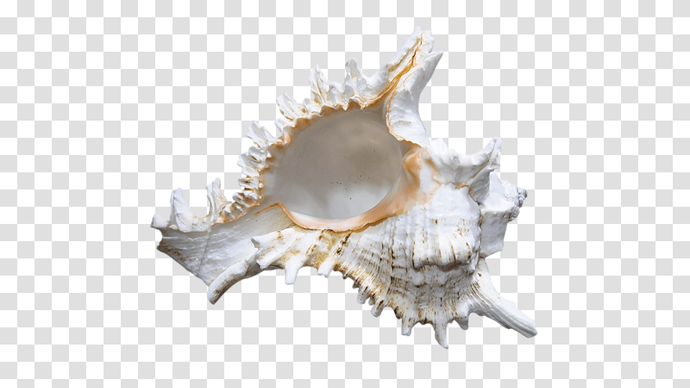 Seashell, Animals, Conch, Invertebrate, Sea Life Transparent Png