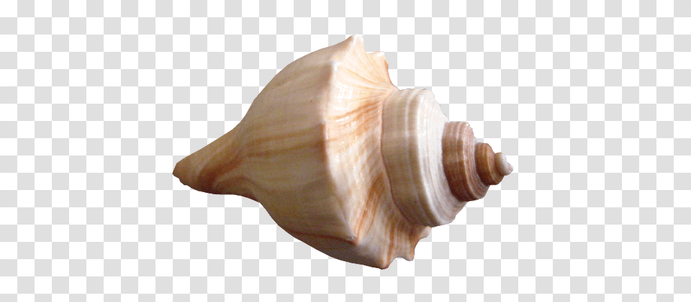 Seashell, Animals, Conch, Invertebrate, Sea Life Transparent Png