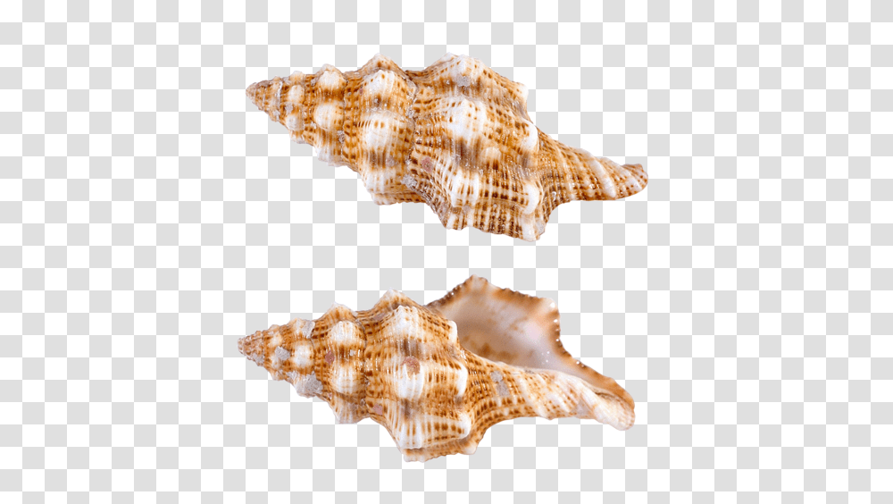 Seashell, Animals, Conch, Invertebrate, Sea Life Transparent Png