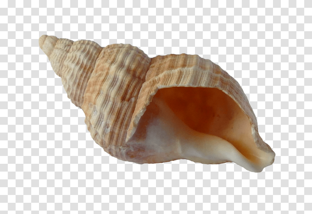 Seashell, Animals, Conch, Invertebrate, Sea Life Transparent Png