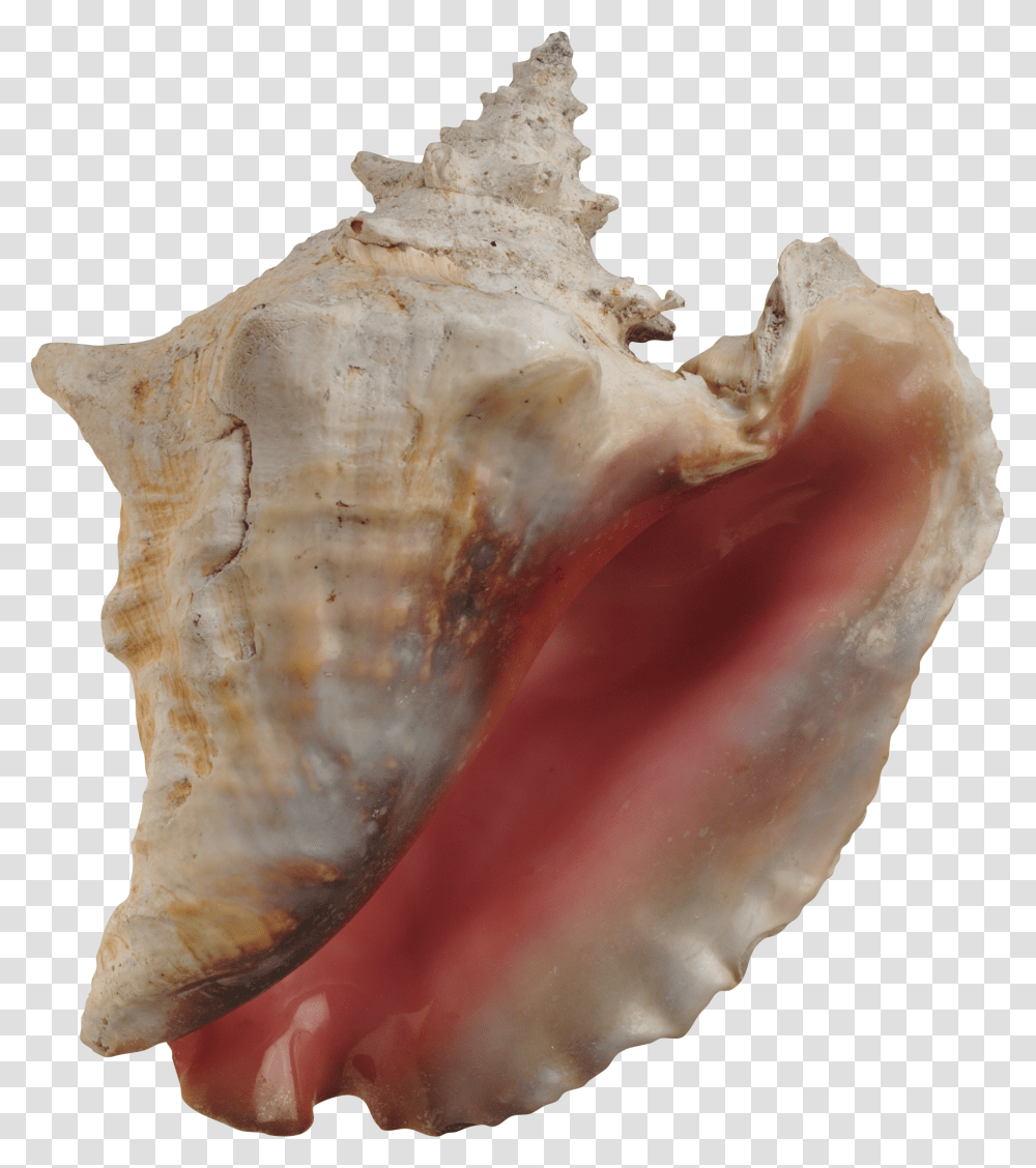 Seashell, Animals, Conch, Invertebrate, Sea Life Transparent Png