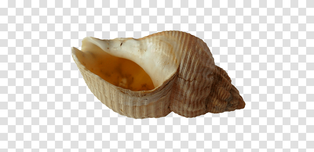 Seashell, Animals, Conch, Invertebrate, Sea Life Transparent Png