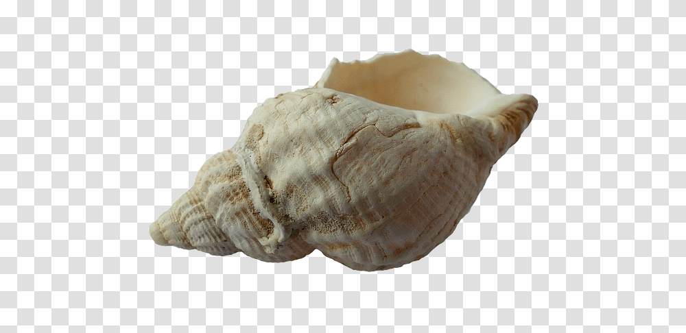 Seashell, Animals, Conch, Invertebrate, Sea Life Transparent Png