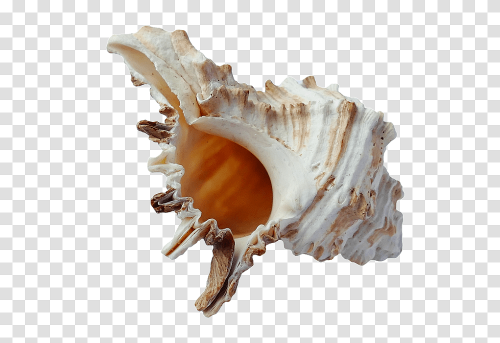 Seashell, Animals, Fungus, Conch, Invertebrate Transparent Png