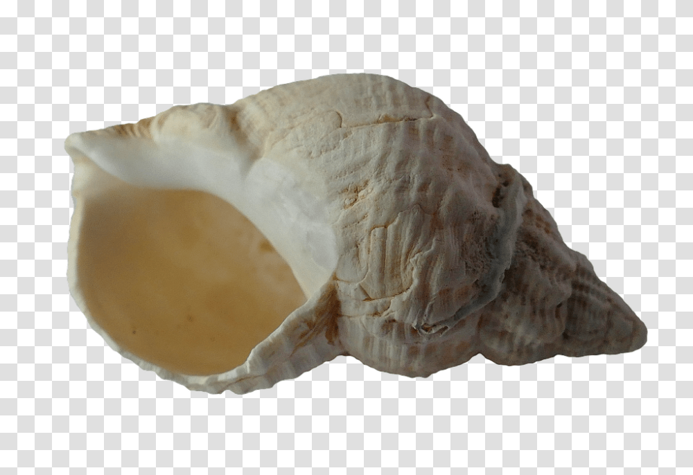 Seashell, Animals, Fungus, Plant, Invertebrate Transparent Png