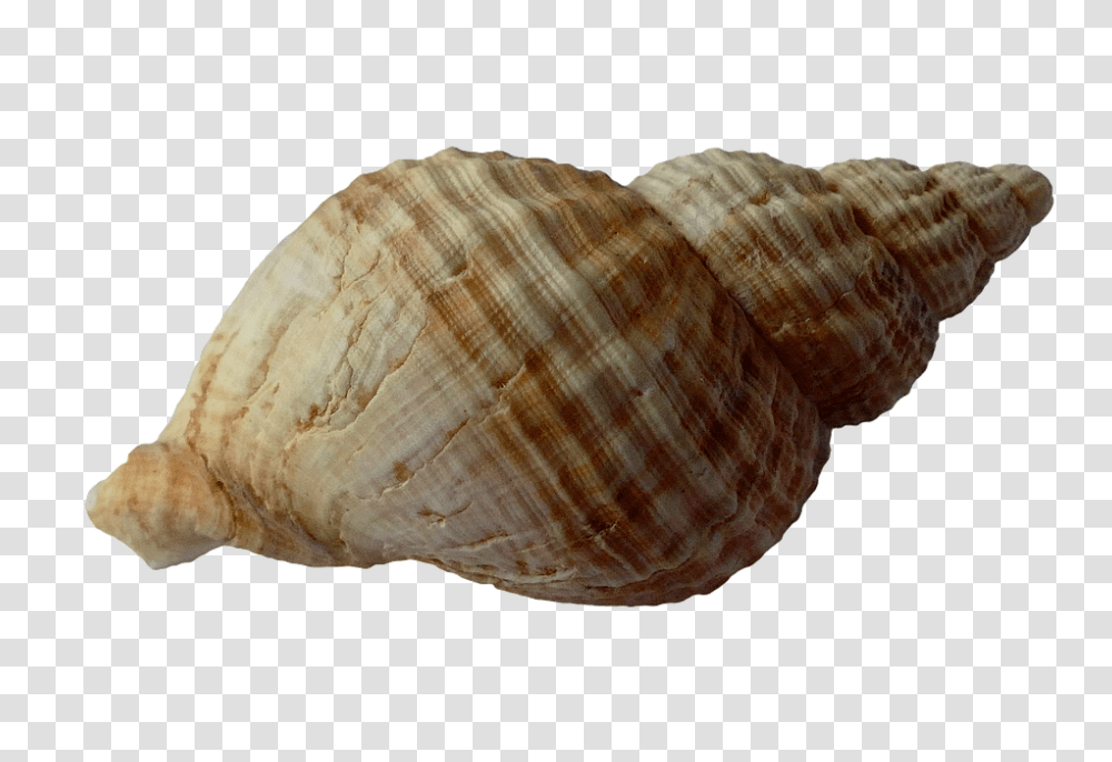 Seashell, Animals, Fungus, Sea Life, Conch Transparent Png