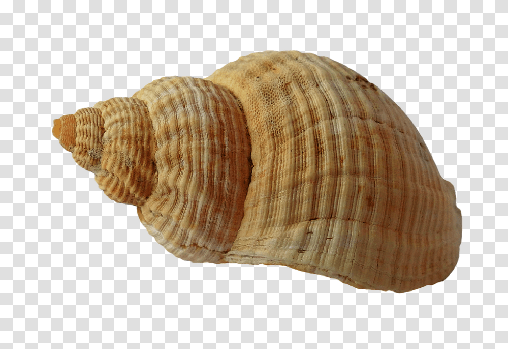 Seashell, Animals, Fungus, Sea Life, Invertebrate Transparent Png