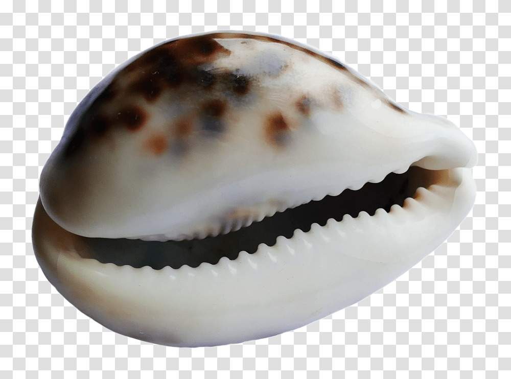 Seashell, Animals, Invertebrate, Sea Life, Clam Transparent Png