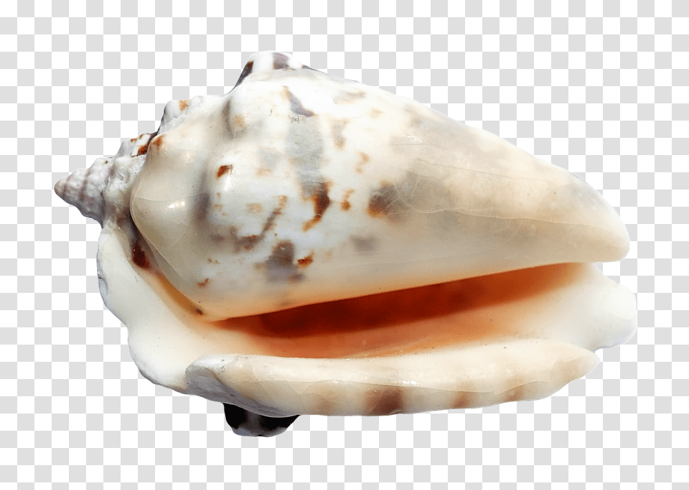 Seashell, Animals, Invertebrate, Sea Life, Conch Transparent Png