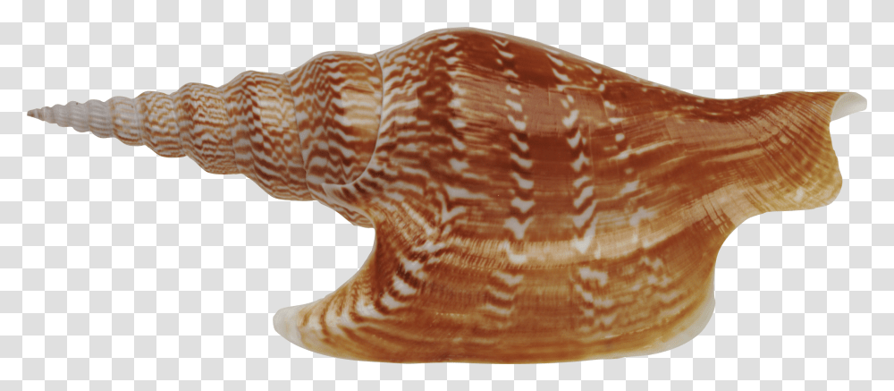 Seashell, Animals, Invertebrate, Sea Life, Conch Transparent Png