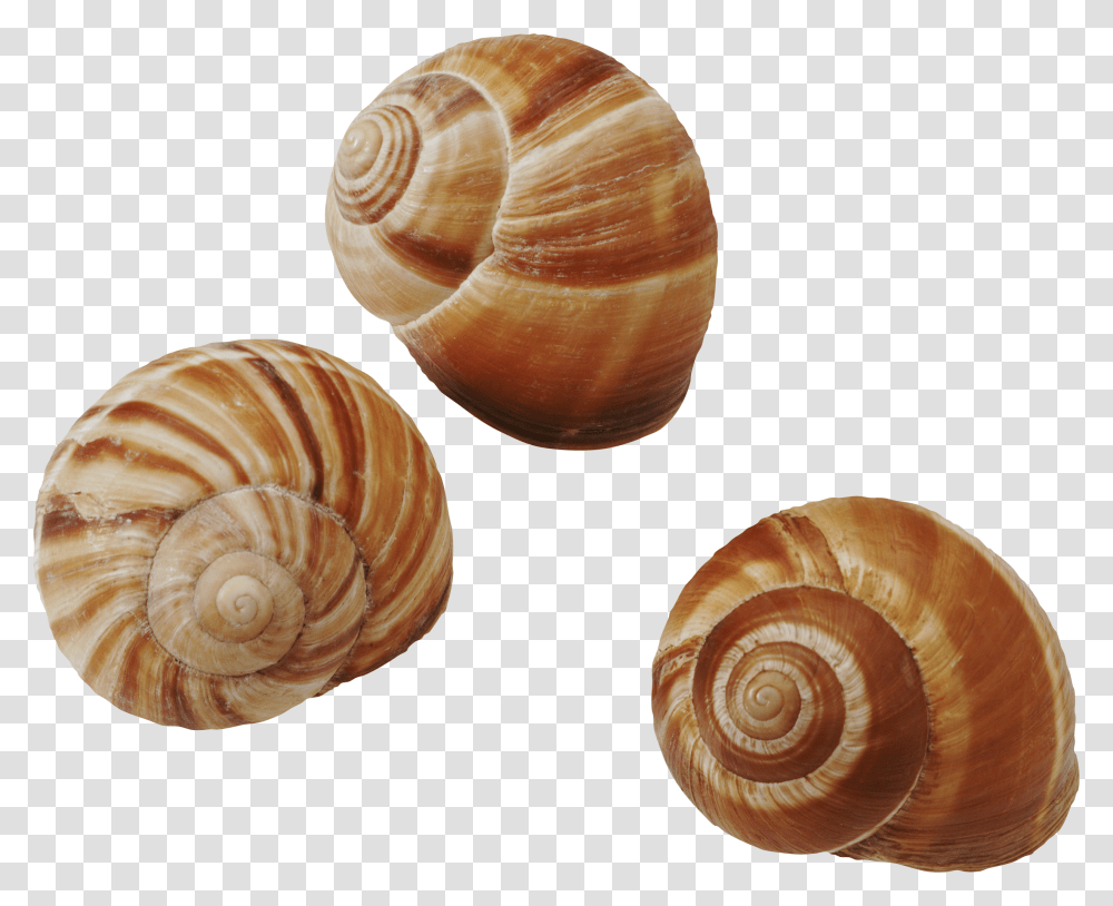 Seashell, Animals, Invertebrate, Sea Life, Snail Transparent Png