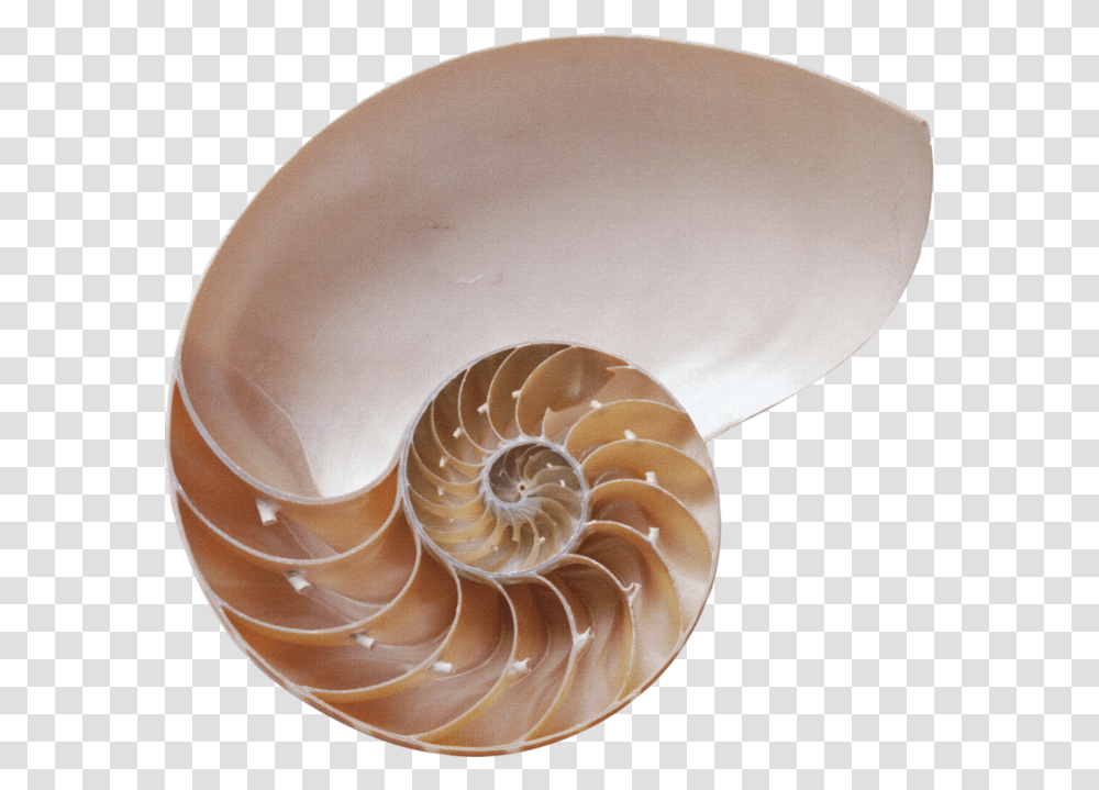 Seashell, Animals, Lamp, Invertebrate, Sea Life Transparent Png