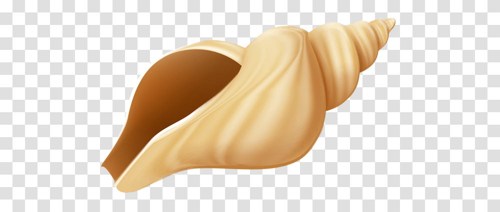 Seashell, Animals, Plant, Food, Vegetable Transparent Png