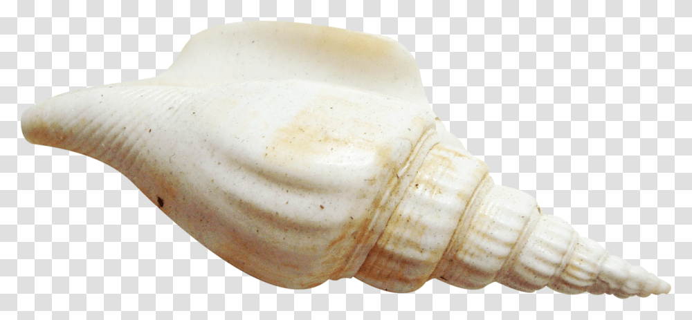 Seashell, Animals, Sea Life, Banana, Fruit Transparent Png