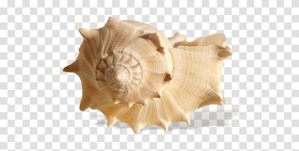 Seashell, Animals, Sea Life, Conch, Invertebrate Transparent Png