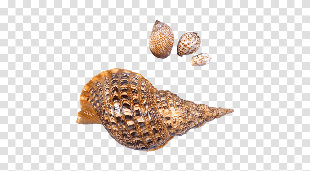Seashell, Animals, Sea Life, Conch, Invertebrate Transparent Png