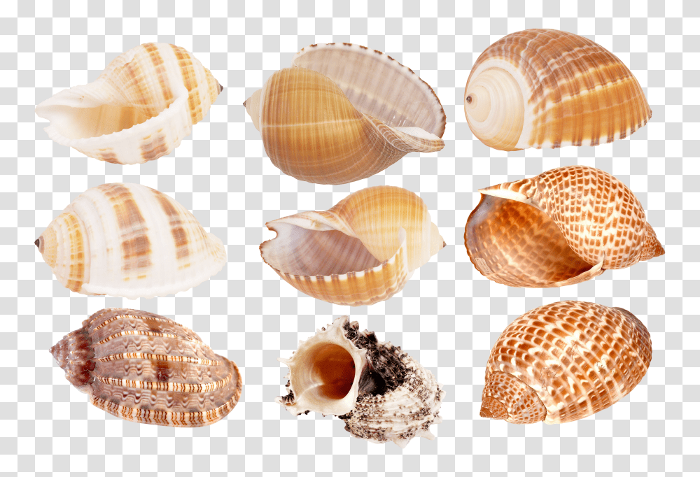 Seashell, Animals, Sea Life, Invertebrate, Clam Transparent Png
