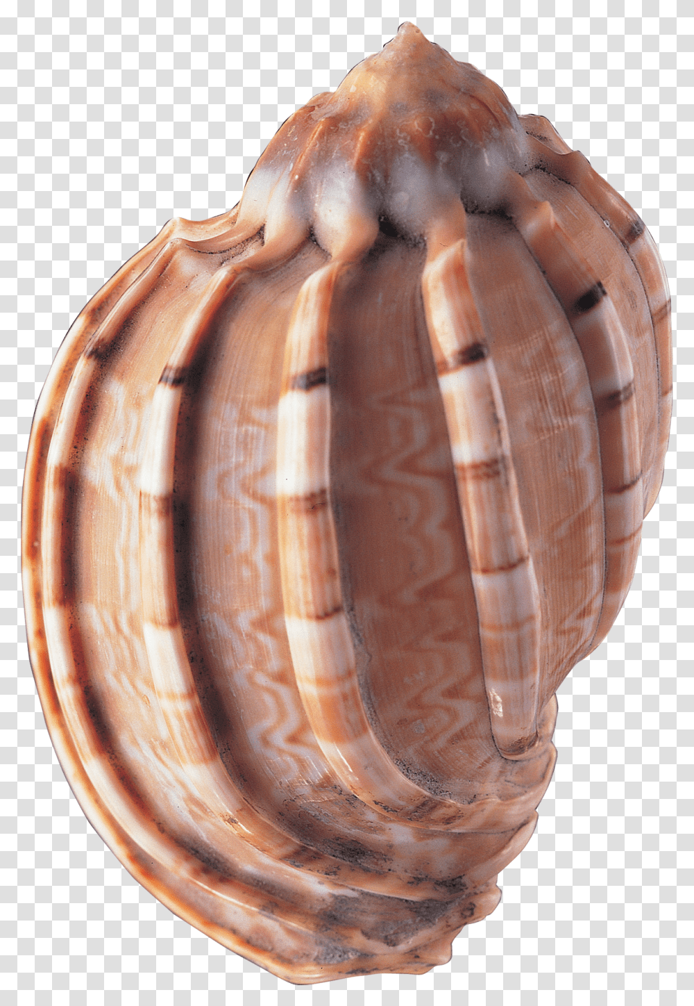 Seashell, Animals, Sea Life, Invertebrate, Conch Transparent Png