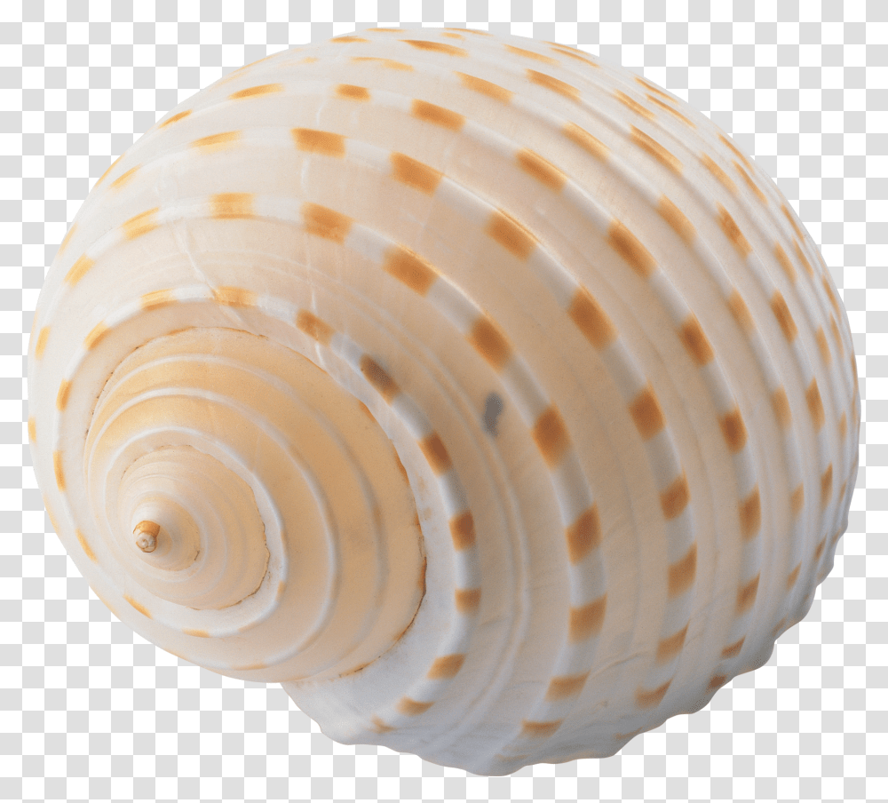 Seashell, Animals, Sea Life, Invertebrate, Conch Transparent Png