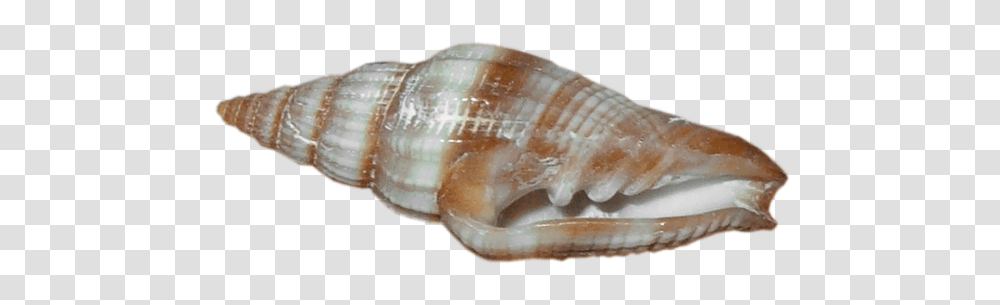 Seashell, Animals, Sea Life, Invertebrate, Conch Transparent Png