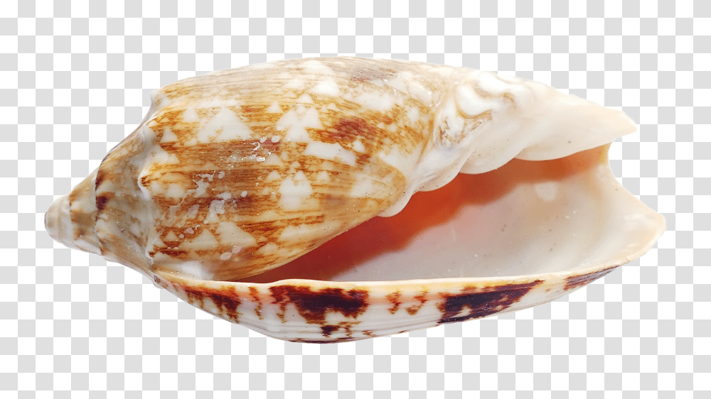 Seashell, Animals, Sea Life, Invertebrate, Conch Transparent Png